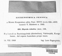 Image of Phaeophyscia sciastra